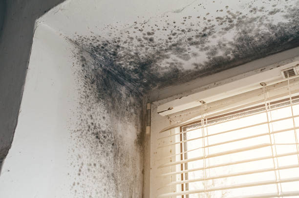 Affordable Black Mold Remediation solutions in Winfield, TN