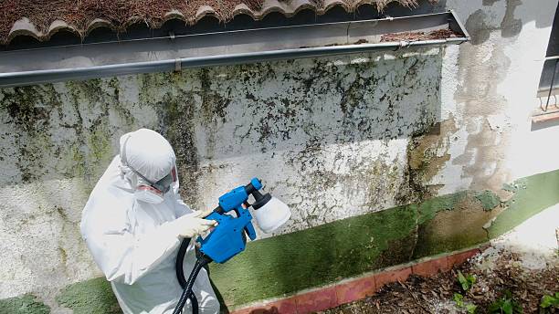 Top rated local Black Mold Remediation specialists in Winfield, TN